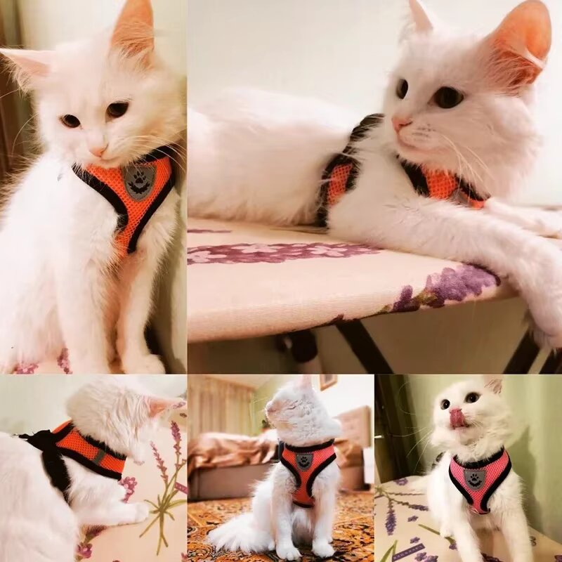 CAT HARNESS & LEASH