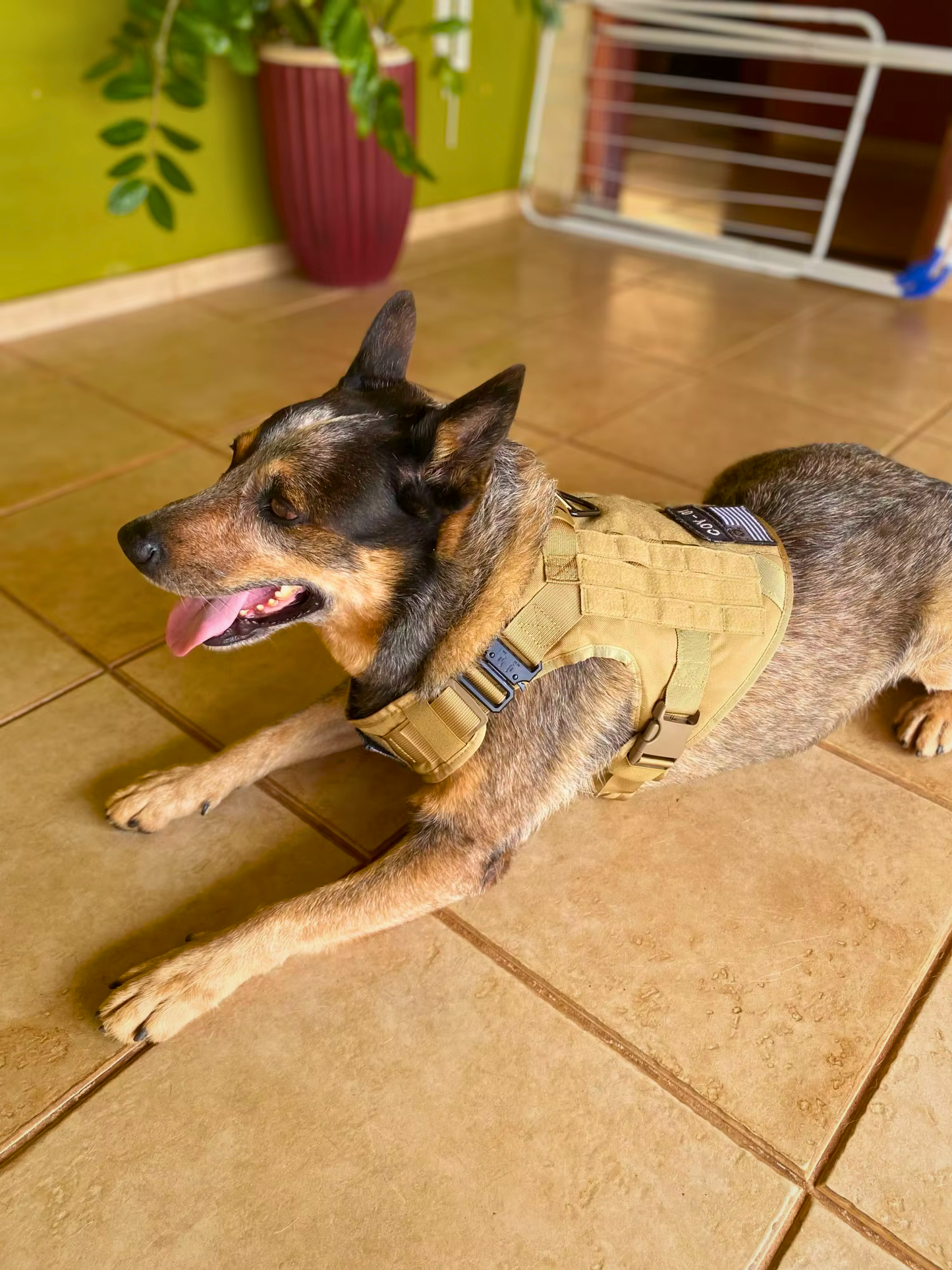 Tactical Dog Harness and Leash Set